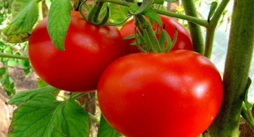 Popis odrůdy rajčat michelle f1 a její vlastnosti